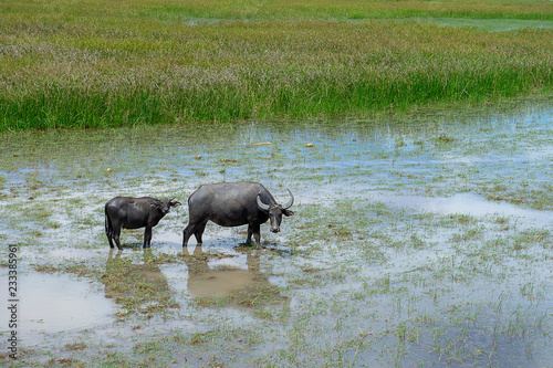 Water buffalo in the area of Wildlife