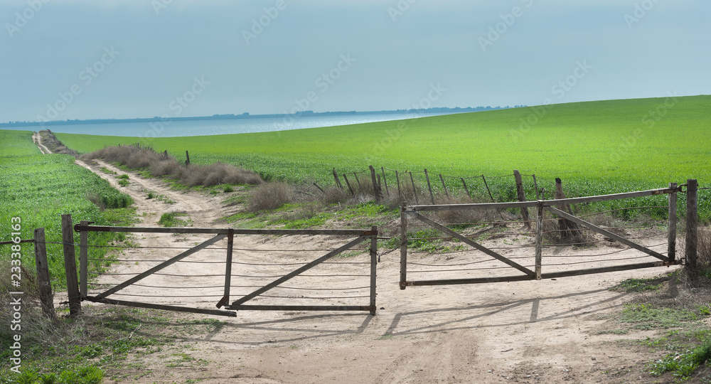 Gate and wheat plantation in Argentina