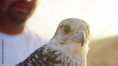 Arabic man with trained bird of prey standing on desert sands