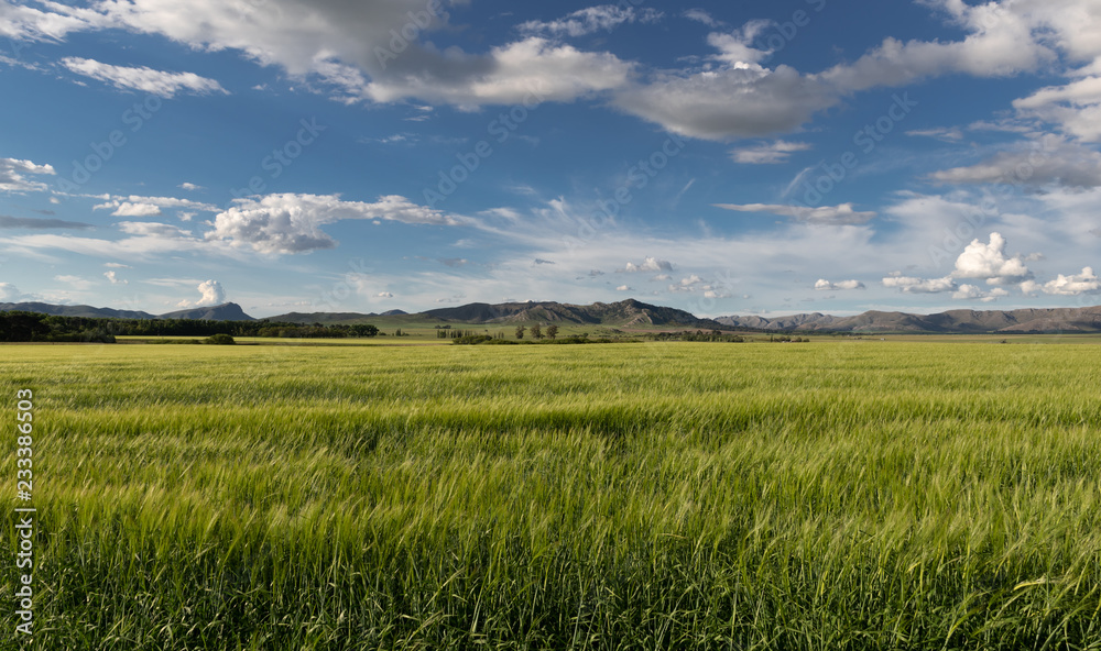 Wheat plantation and mountains in Argentina Wheat plantation and mountains in Argentina