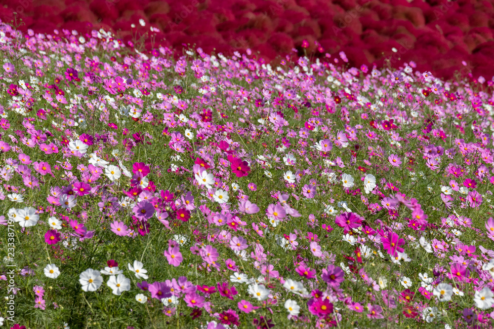 Fototapeta premium Cosmos flower, Ibaraki, Japan