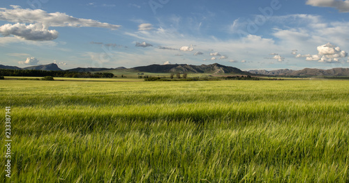 Wheat plantation and mountains in Argentina