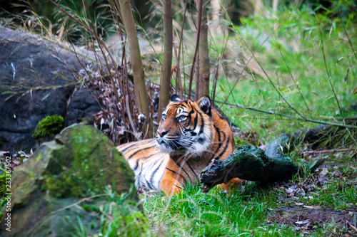 Old big tiger lying in ambush  waiting for prey animals in the forest.