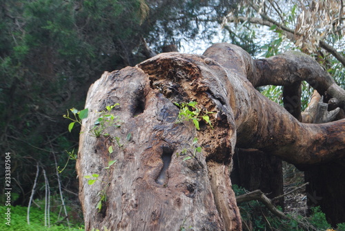 trunk of a tree