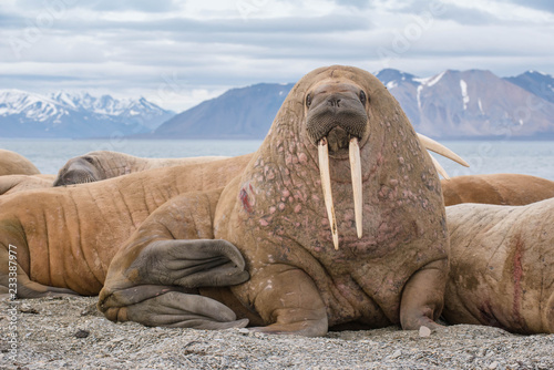 The walrus is a marine mammal, the only modern species of the walrus family, traditionally attributed to the pinniped group. One of the largest representatives of pinnipeds. photo