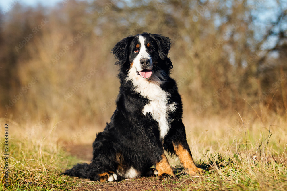 Bernese Mountain dog outdoors