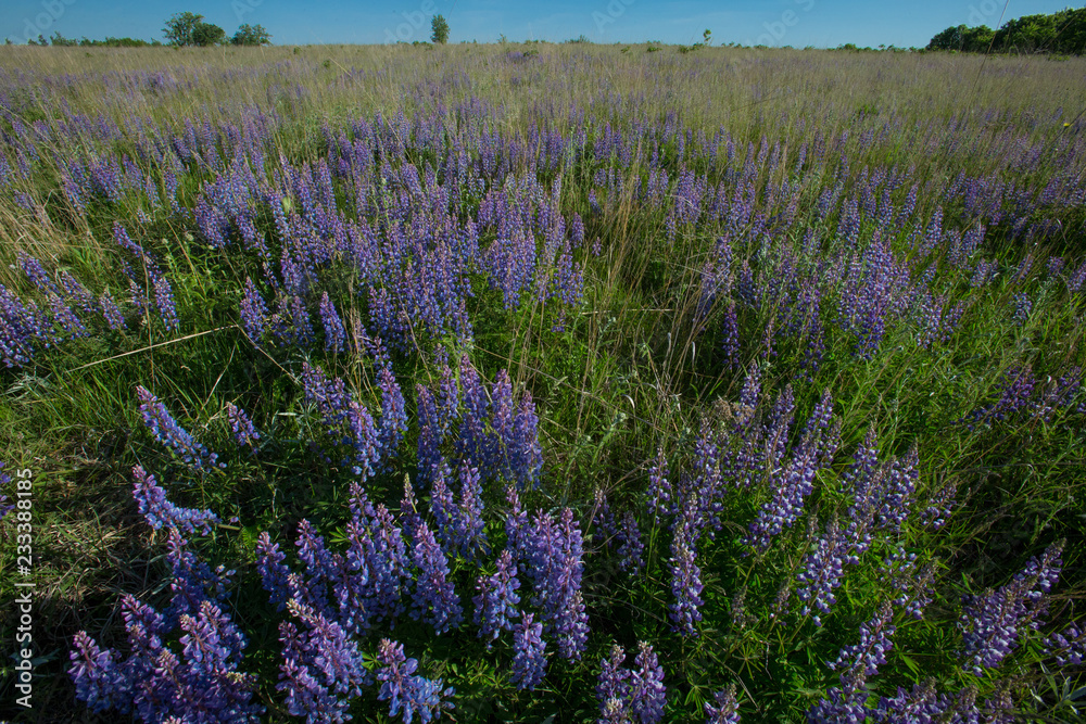 Obraz premium Lupine in native prairie taken in central MN