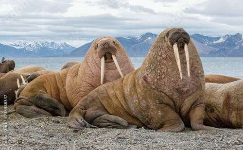 The walrus is a marine mammal, the only modern species of the walrus family, traditionally attributed to the pinniped group. One of the largest representatives of pinnipeds. photo