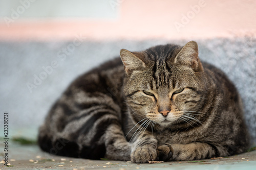 gatto dormiglione