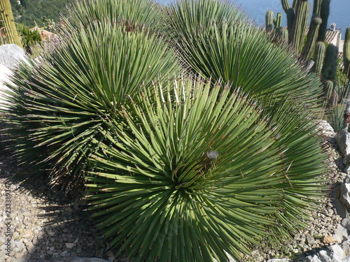 Many various cactuses of different size. Cultivation of cacti.