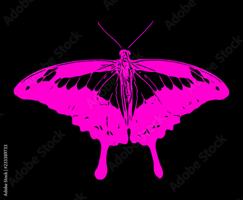 Butterfly with open wings.  Decorative element.