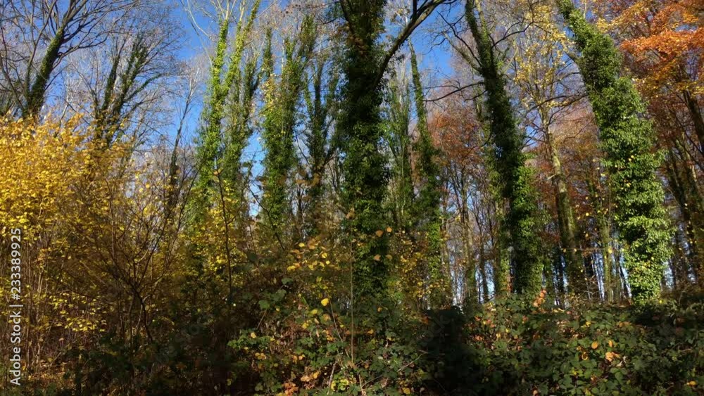 Traveling through an unmanaged forest woodland on a sunny autumn day with climbers covering the tree trunks. Northamptonshire, England. UK. Traveling through an unmanaged forest woodland on a sunny autumn day with climbers covering the tree trunks. Northamptonshire, England. UK.