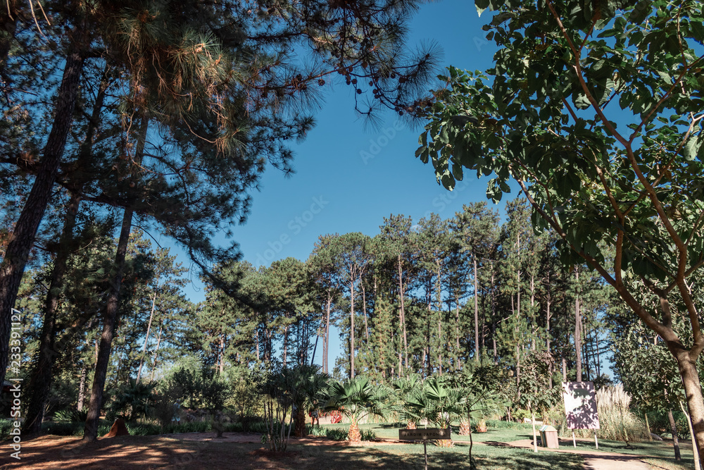 Obraz premium trees in the park