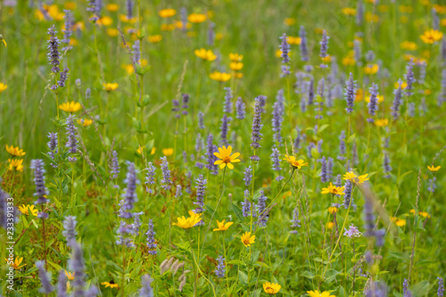 Hysop, Native Prairie Wildflower