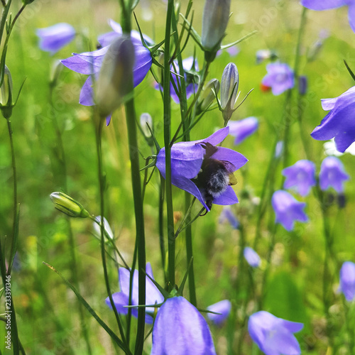 Fototapeta Naklejka Na Ścianę i Meble -  blue iris in the garden