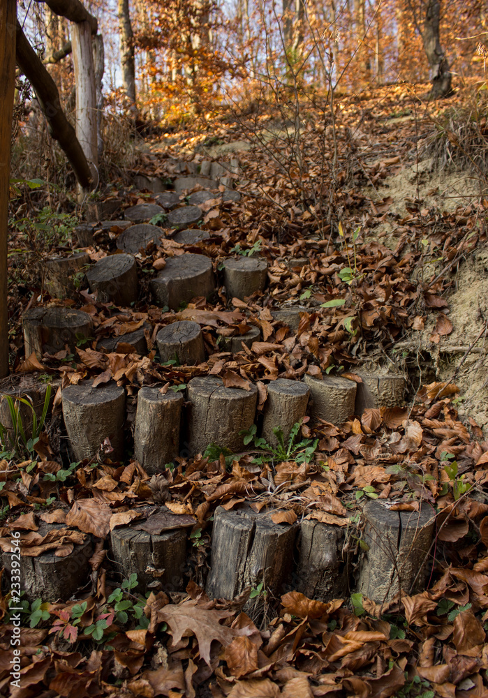 Obraz premium wooden steps in autumn.