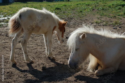 Fototapeta Naklejka Na Ścianę i Meble -  Pony und Ponyfohlen in der Sonne