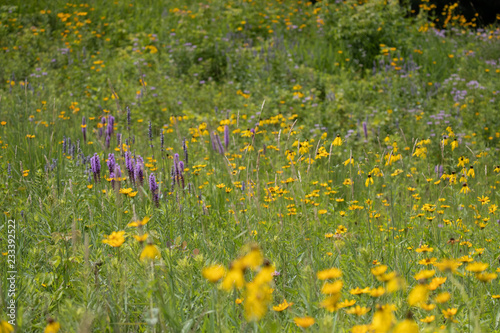 Native Prairie wildflowers taken in southern MN