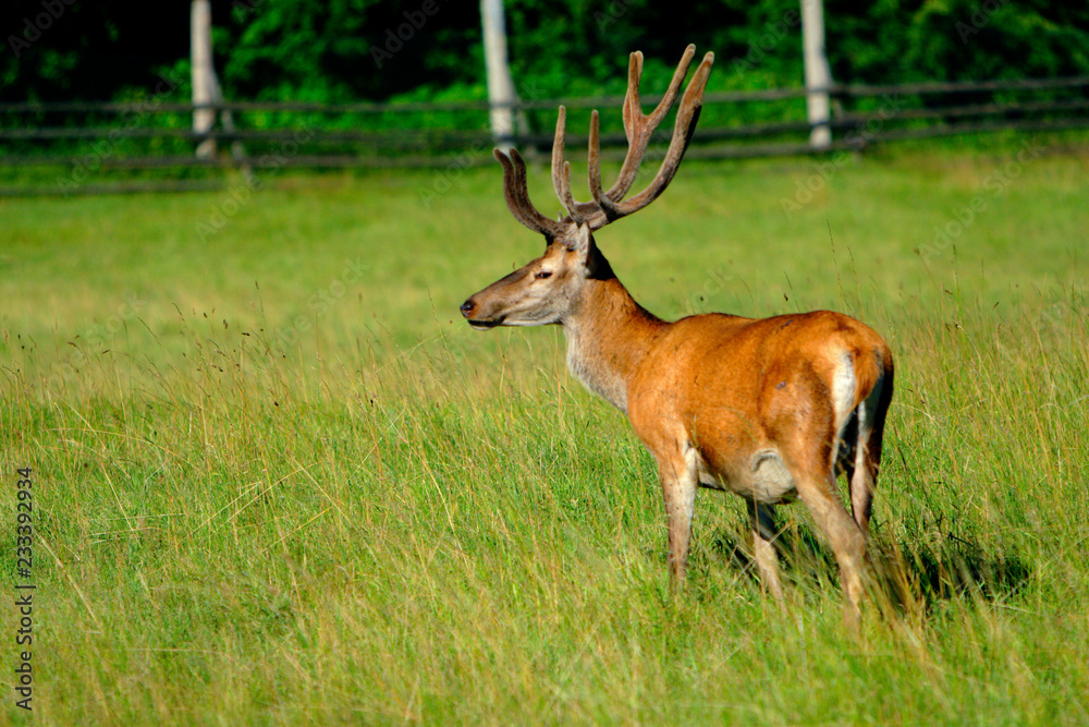 Single Red Deer, Cervus elaphus, feeding in a wildlife park in Masuria region in Poland Single Red Deer, Cervus elaphus, feeding in a wildlife park in Masuria region in Poland