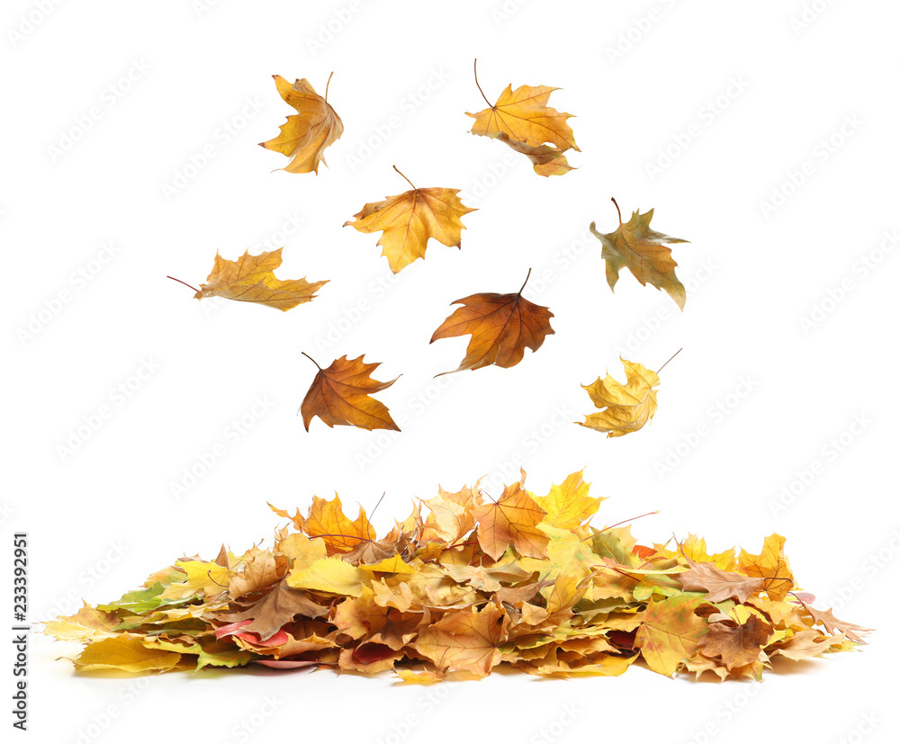 Autumn leaves falling onto heap against white background Autumn leaves falling onto heap against white background