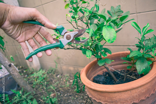 Career gardener asian man cutting branchin garden in nature.close up photo