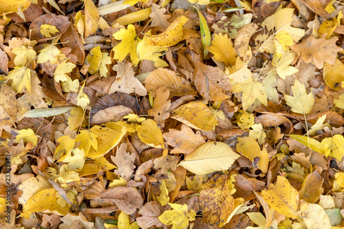 Autumnal colorful leaves of maple trees. Full frame as a background