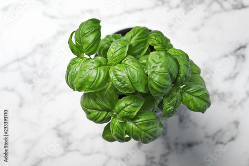 Fresh basil in pot on marble background, top view