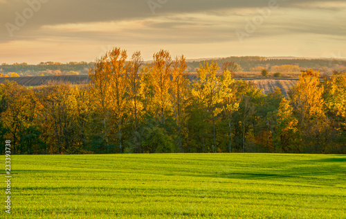 golden glow of sunset in a colorful trees with yellow leaves and green field