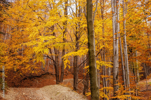 Fototapeta Naklejka Na Ścianę i Meble -  Autumn forest in the mountains.