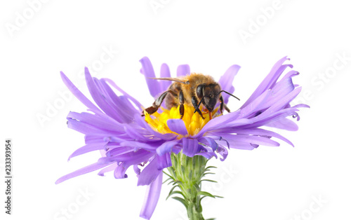 Beautiful honeybee and flower on white background