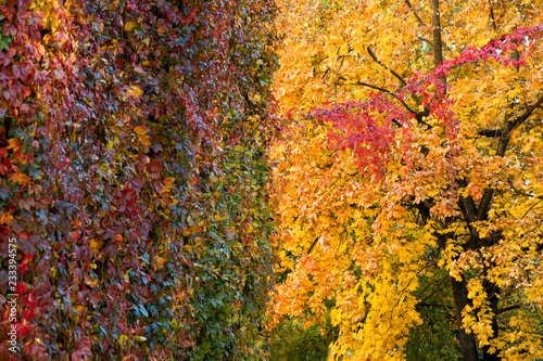Red and orange autumn leaves Wild grape on wall