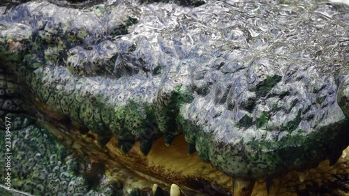 crocodile