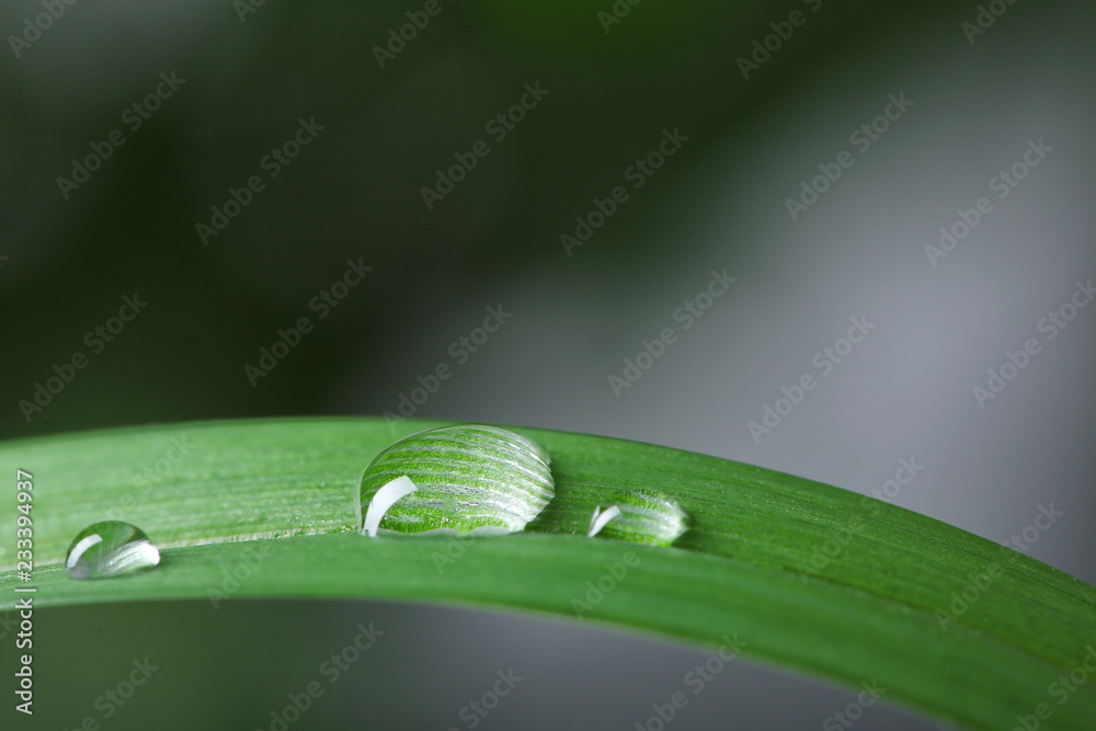 Obraz premium Green leaf with water drops on blurred background