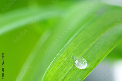 Water drop on green leaf against blurred background