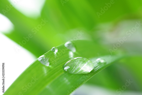 Water drops on green leaf against blurred background