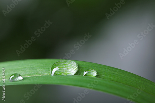 Green leaf with water drops on blurred background