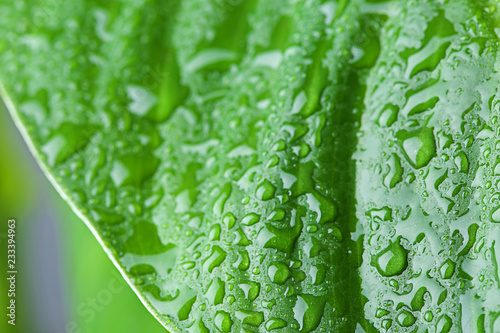 View of water drops on green leaf, closeup