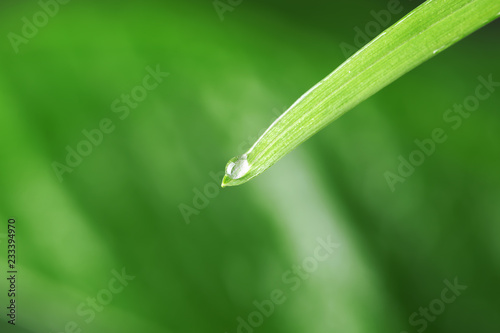 Water drop on green leaf against blurred background