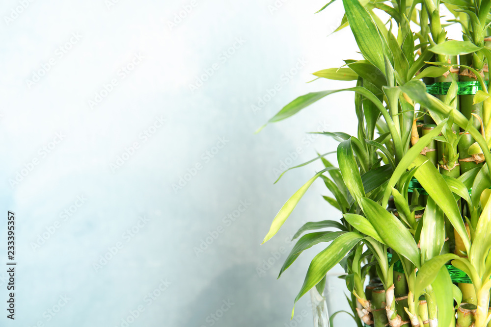 Green bamboo stems with leaves and space for text on light background Green bamboo stems with leaves and space for text on light background