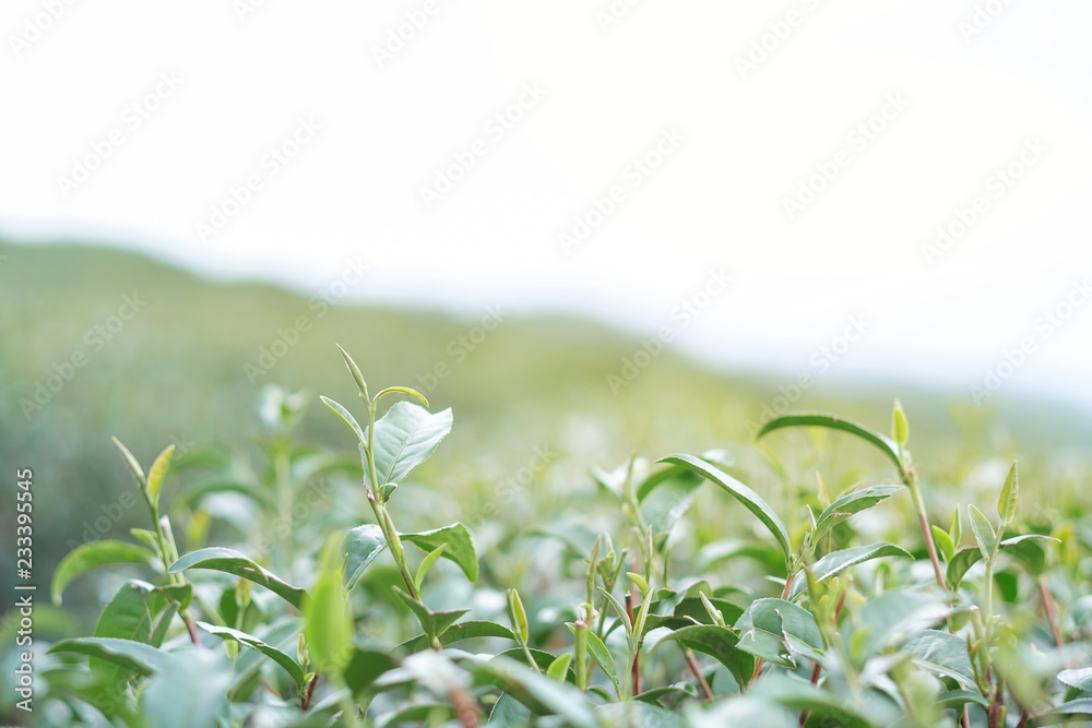 Tea plantation on sunshine.