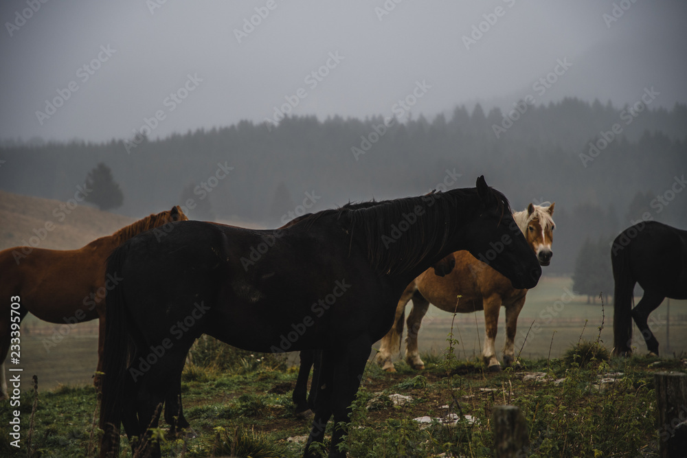 moody and dark landscape with horses standing calmly on a valley with trees and fog in the background moody and dark landscape with horses standing calmly on a valley with trees and fog in the background