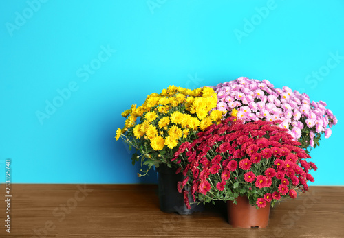 Beautiful potted chrysanthemum flowers on table against color background. Space for text