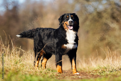 Bernese Mountain dog outdoors