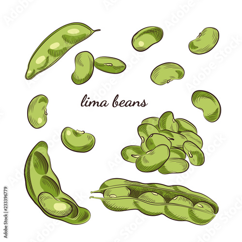 Lima beans hand drawn illustration. Peas and pods sketches isolated on white background.