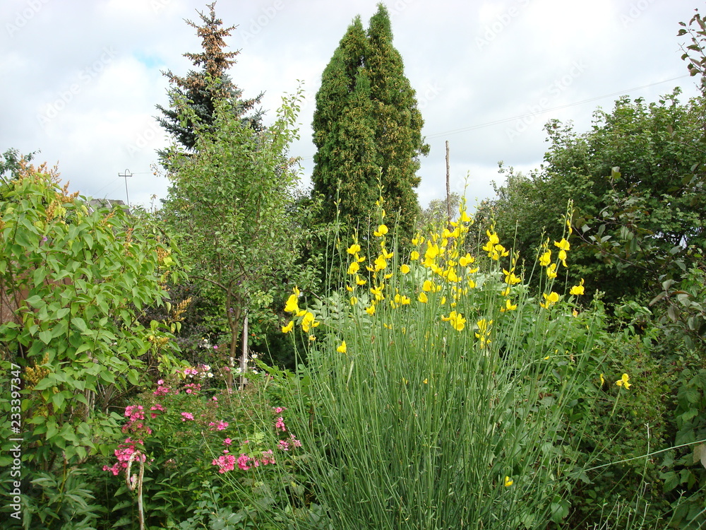 Obraz premium parkland