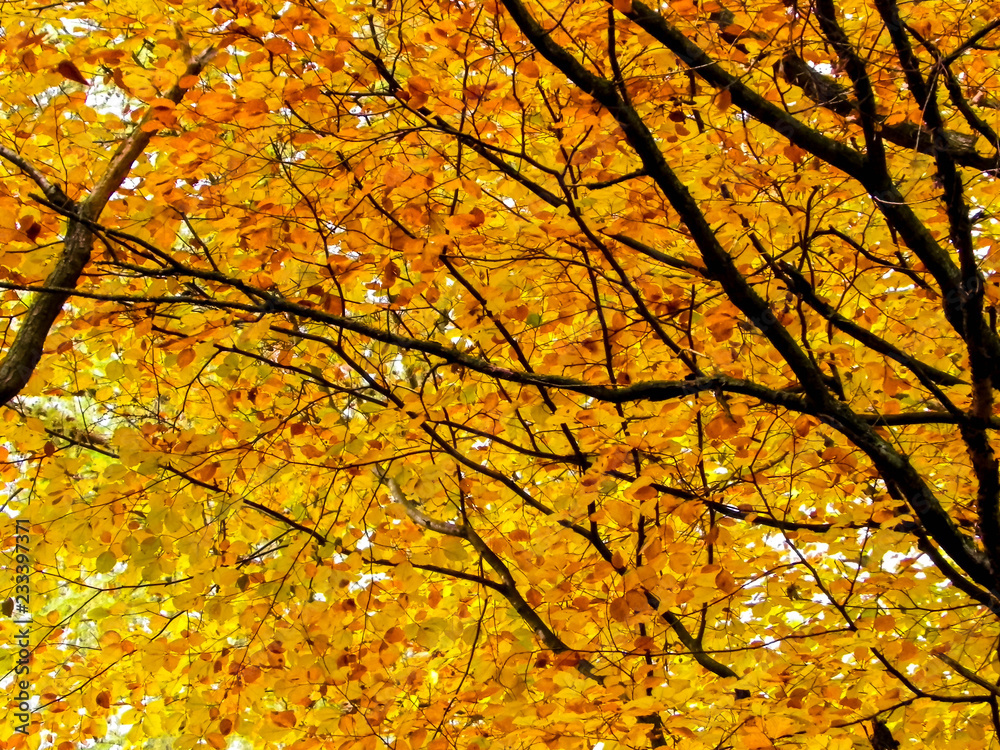 Branches of autumnal trees as nature background.