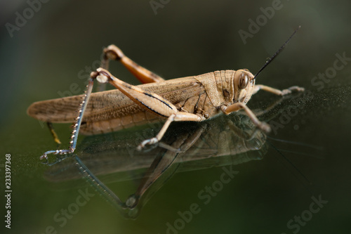 mature brown grasshopper