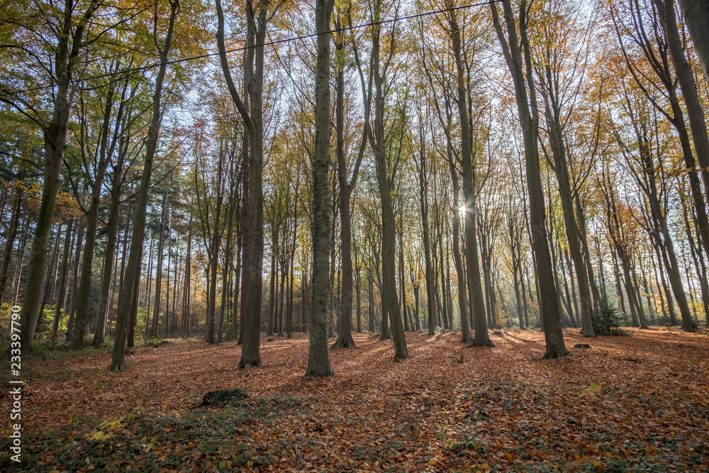 Obraz premium autumn in the forest