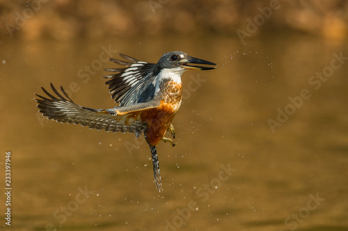 The diving Ringed Kingfisher, megaceryletorquata is flying in golden brown background. The kingfisher just made big splash of water.  Amazing moment on the Rio Negro River in Brazilian Pantanal.