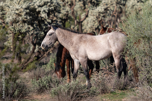 Wild Horses in Arizona